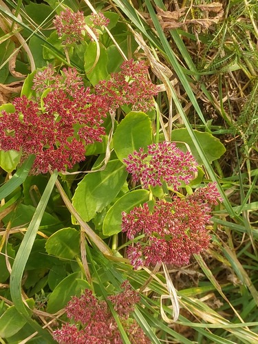 Hylotelephium × mottramianum (Autumn Joy) (alternate view 5)