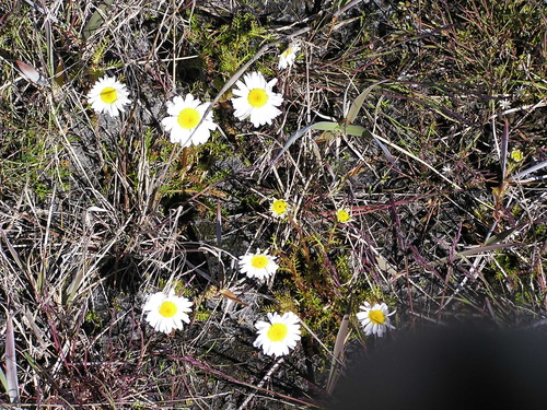 Tripleurospermum maritimum (Sea Mayweed)