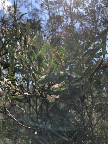 Hakea dactyloides (finger hakea) (alternate view 5)