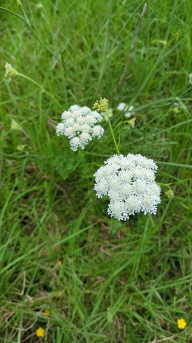Oenanthe pimpinelloides (Corky-fruited Water-dropwort)