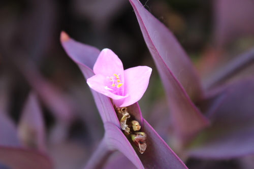 Tradescantia pallida (Purple Heart)