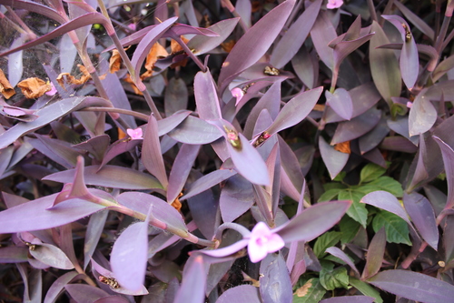 Tradescantia pallida (Purple Heart)