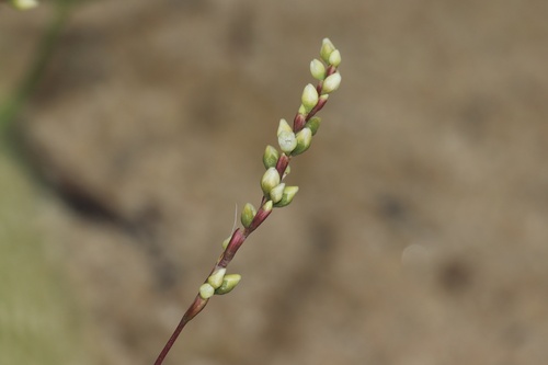 Persicaria punctata (Dotted Smartweed)