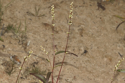 Persicaria punctata (Dotted Smartweed) (alternate view 2)