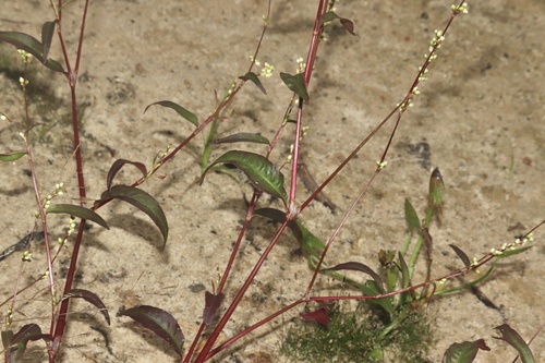 Persicaria punctata (Dotted Smartweed) (alternate view 3)