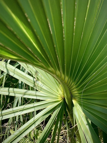 Sabal palmetto (cabbage palmetto)
