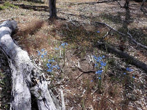 Leschenaultia biloba (Blue Leschenaultia) (alternate view 4)