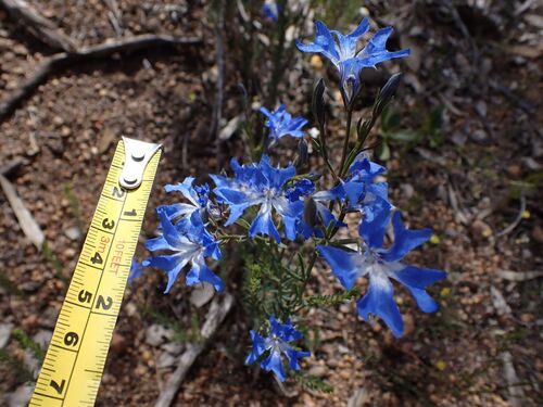 Leschenaultia biloba (Blue Leschenaultia) (alternate view 5)