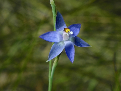 Thelymitra peniculata (trim sun orchid)