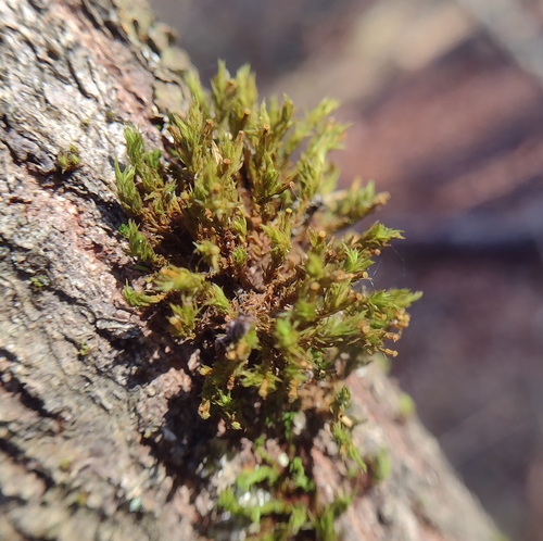 Lewinskya affinis (Wood Bristle-moss)