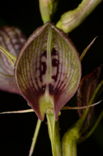 Cryptostylis erecta (bonnet orchid) (alternate view 4)