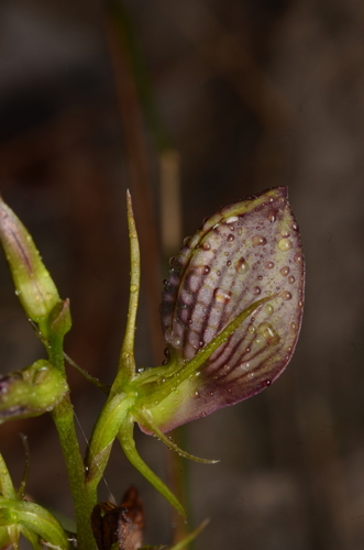 Cryptostylis erecta (bonnet orchid) (alternate view 5)
