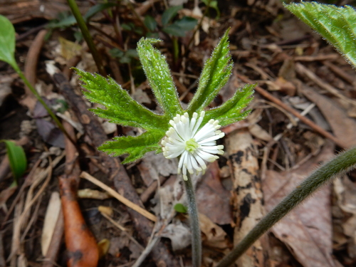 Hydrastis canadensis (Goldenseal) (alternate view 6)