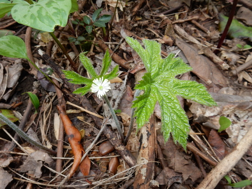 Hydrastis canadensis (Goldenseal) (alternate view 7)