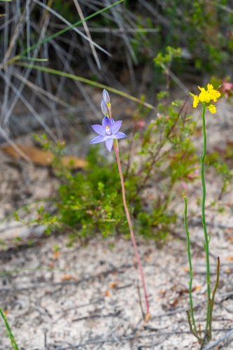 Thelymitra megacalyptra (plains sun orchid) (alternate view 4)