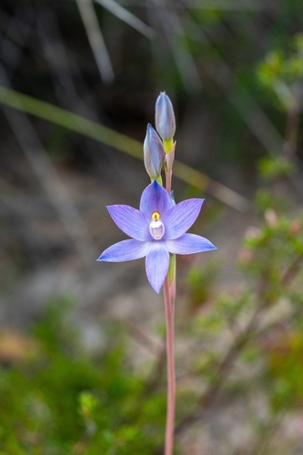 Thelymitra megacalyptra (plains sun orchid) (alternate view 5)