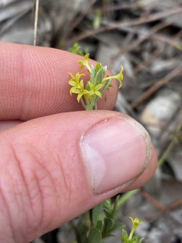 Pimelea curviflora (curved rice-flower) (alternate view 5)