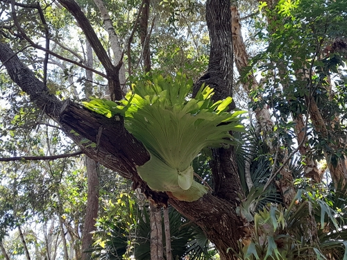 Platycerium superbum (Stag Horn Fern) (alternate view 2)