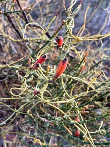 Cassytha glabella (Slender Devil's Twine) (alternate view 4)