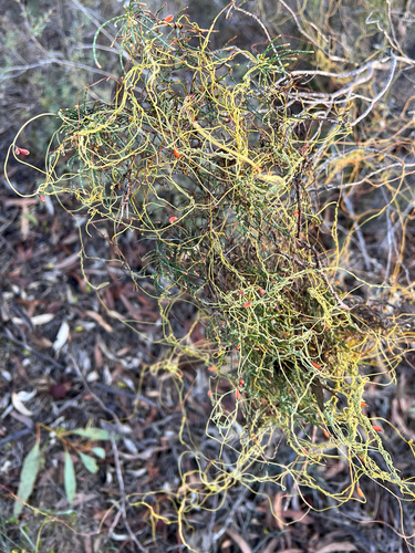 Cassytha glabella (Slender Devil's Twine) (alternate view 5)