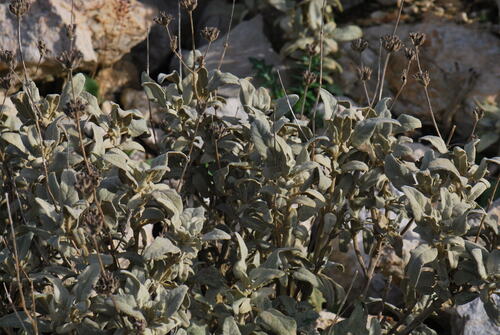 Phlomis italica (alternate view 8)