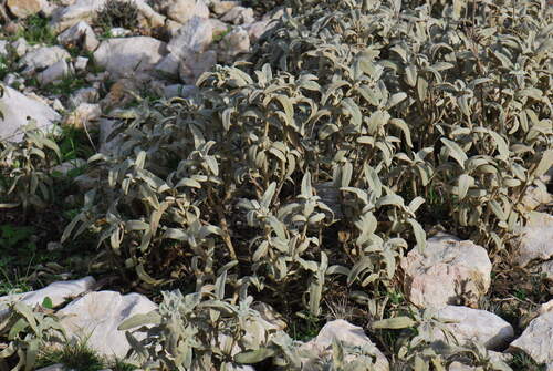 Phlomis italica (alternate view 10)