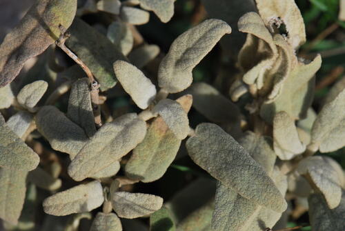 Phlomis italica (alternate view 9)