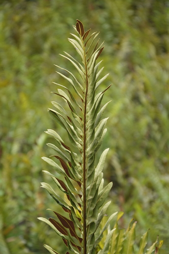 Acrostichum danaeifolium (Giant leather fern) (alternate view 3)