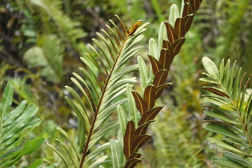 Acrostichum danaeifolium (Giant leather fern) (alternate view 2)