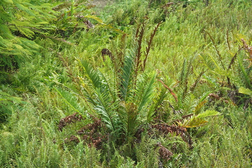 Acrostichum danaeifolium (Giant leather fern) (alternate view 4)