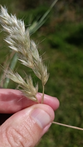 Rytidosperma (Wallaby grasses) (alternate view 2)