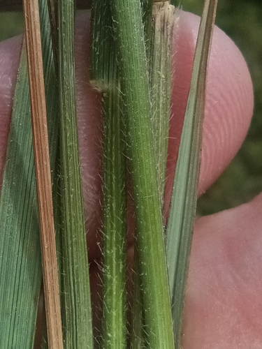 Rytidosperma (Wallaby grasses) (alternate view 3)