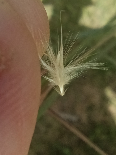 Rytidosperma (Wallaby grasses) (alternate view 4)