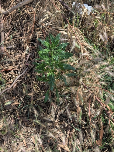 Senecio pterophorus (Shoddy Ragwort) (alternate view 5)