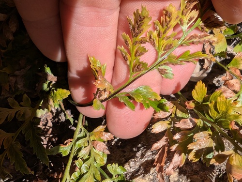 Asplenium adiantum-nigrum (black spleenwort)