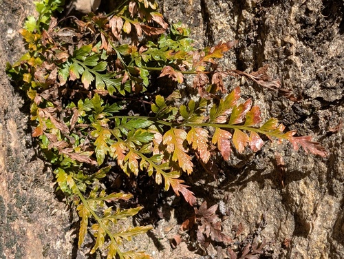 Asplenium adiantum-nigrum (black spleenwort)