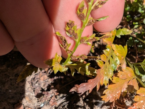 Asplenium adiantum-nigrum (black spleenwort)