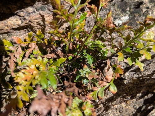 Asplenium adiantum-nigrum (black spleenwort)
