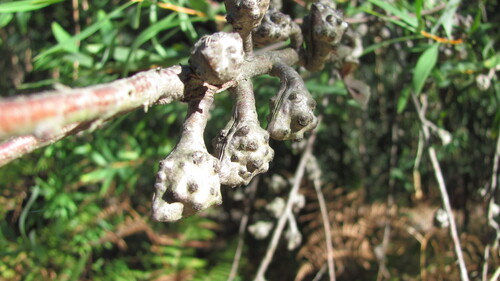 Hakea salicifolia (Willow-leaved hakea) (alternate view 9)