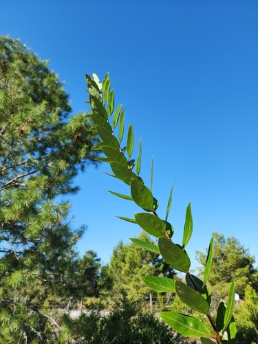 Chionanthus (fringetrees and allies) (alternate view 3)