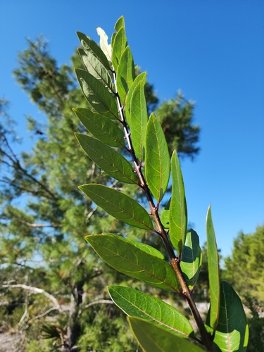Chionanthus (fringetrees and allies) (alternate view 2)