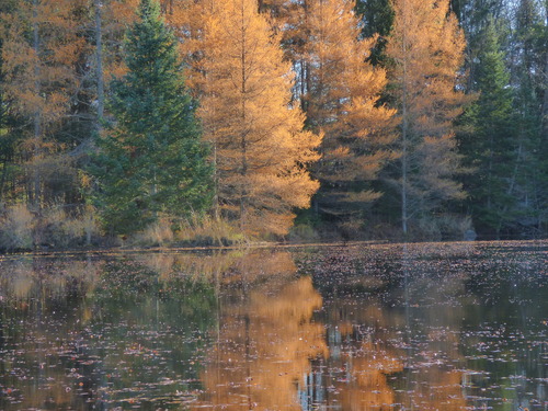 Larix laricina (tamarack)