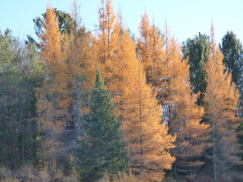 Larix laricina (tamarack)
