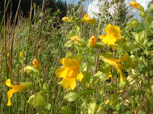 Erythranthe guttata (yellow monkey-flower)