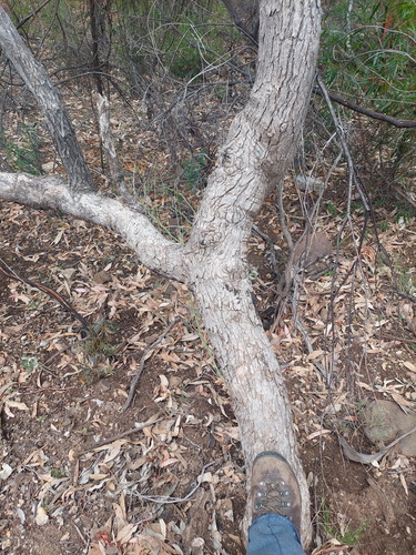 Angophora floribunda (Rough-barked Apple) (alternate view 2)
