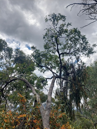 Angophora floribunda (Rough-barked Apple) (alternate view 4)