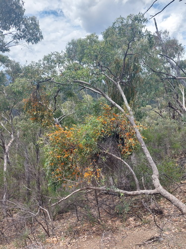 Angophora floribunda (Rough-barked Apple) (alternate view 3)