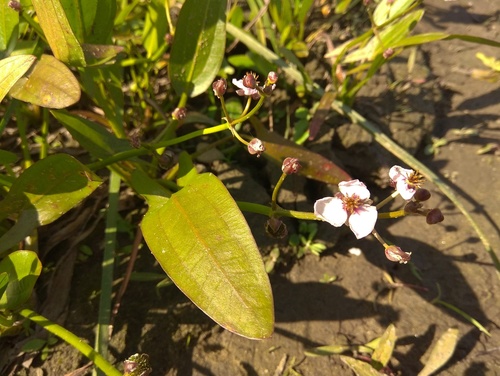 Sagittaria sagittifolia (Arrowhead)