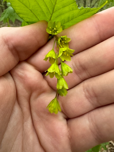 Acer pensylvanicum (striped maple)