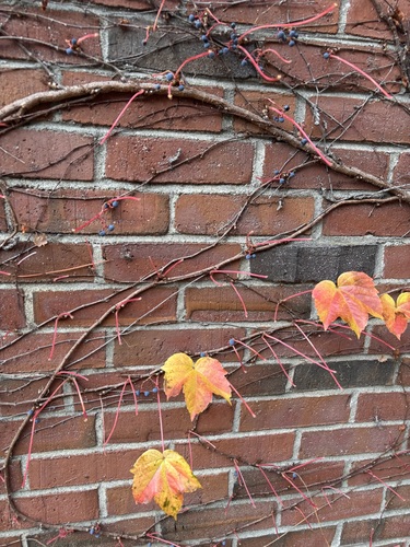 Parthenocissus tricuspidata (Boston ivy) (alternate view 2)